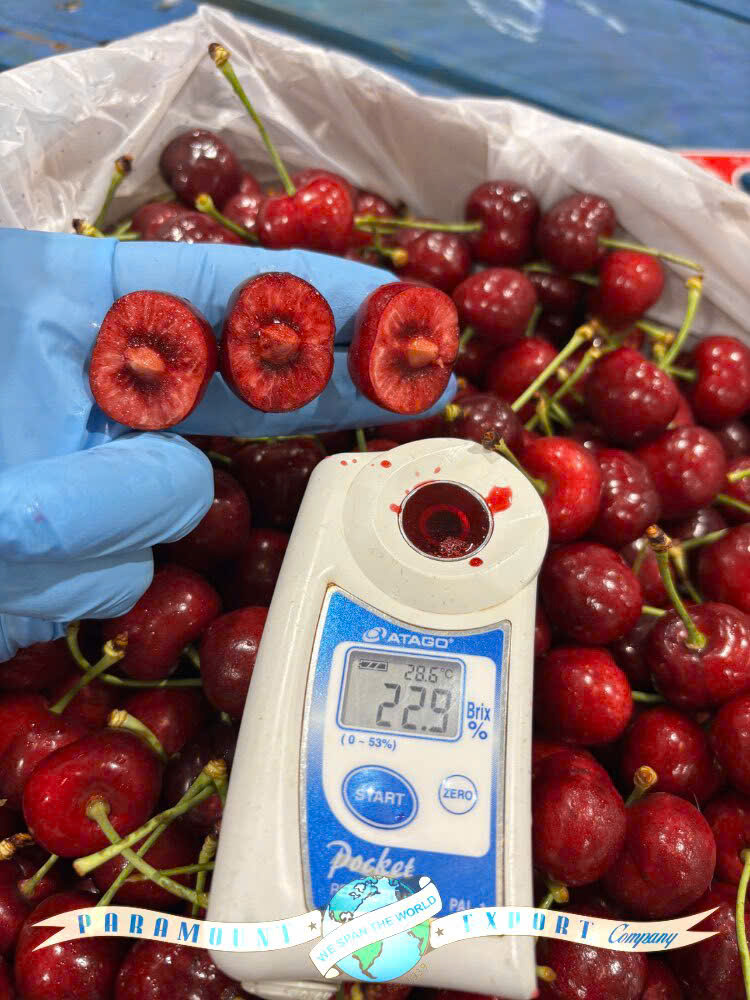Cherry Mỹ đầu mùa